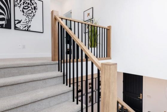 115-338-Taube-2023-683x1024